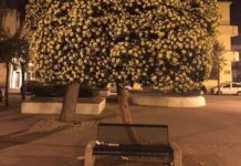 Nasce a Battipaglia “La Fronda”, comitato a tutela degli alberi in città La Fronda