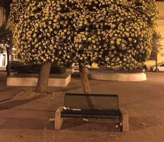 Nasce a Battipaglia “La Fronda”, comitato a tutela degli alberi in città La Fronda