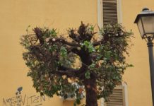 Battipaglia: La Fronda lancia “Seminaria”, incontri e dibattiti a tema green La Fronda