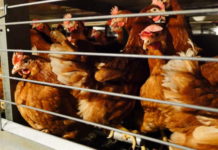 Campania, approvata mozione sullo stop agli allevamenti in gabbia Allevamenti
