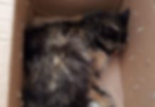 Battipaglia, gattina catturata e investita. Volontari sul piede di guerra Battipaglia gattina investita