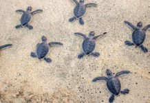 Pioppi, parte la formazione per diventare dei “tartawatcher” Tartawatcher caretta caretta