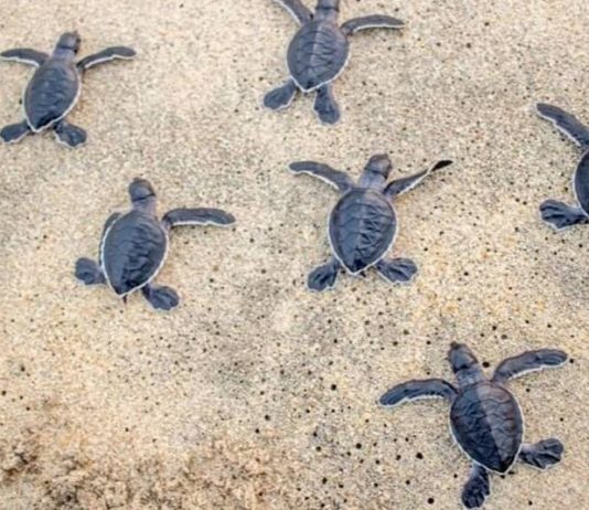 Pioppi, parte la formazione per diventare dei “tartawatcher” Tartawatcher caretta caretta