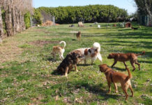Battipaglia, nessun gestore per l’area di sgambamento dei cani: gara deserta area sgambamento cani battipaglia