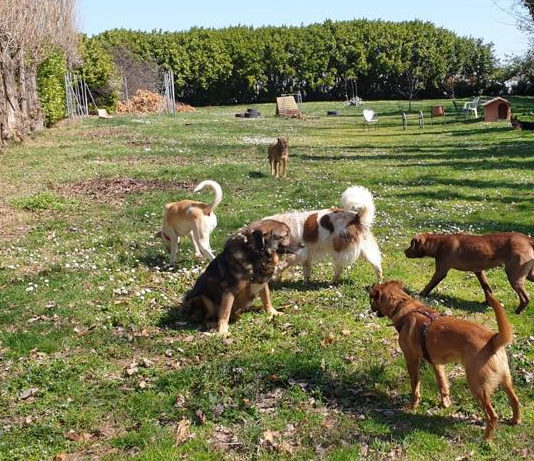 Battipaglia, nessun gestore per l’area di sgambamento dei cani: gara deserta area sgambamento cani battipaglia