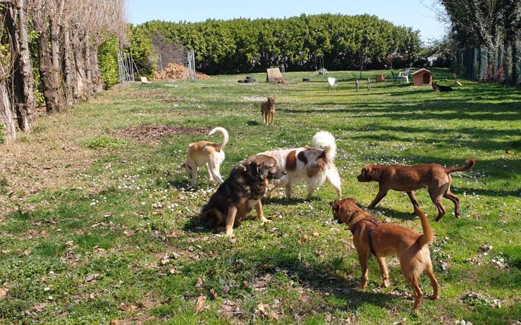 Battipaglia, nessun gestore per l'area di sgambamento dei cani: gara deserta