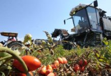 Battipaglia, 41 posti di lavoro in Confagricoltura: via alle selezioni confagricoltura battipaglia