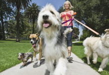 Battipaglia: tutto pronto per l’undicesima edizione della Festa del Cane Festa del Cane