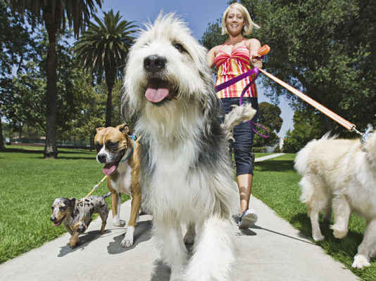 Battipaglia: tutto pronto per l’undicesima edizione della Festa del Cane Festa del Cane