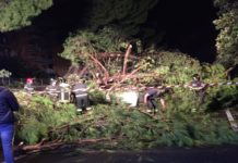Sfiorata la tragedia in viale della Libertà: grosso albero cade su una Smart albero smart viale della libertà 27 settembre 2022