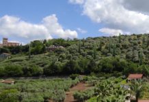 Battipaglia, Alberi Custodi: 16 alberi saranno piantati per ricordare le vittime del Covid Alberi Custodi