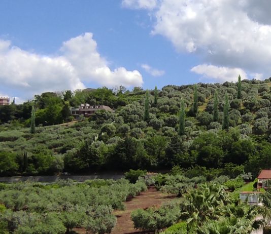 Battipaglia, Alberi Custodi: 16 alberi saranno piantati per ricordare le vittime del Covid Alberi Custodi