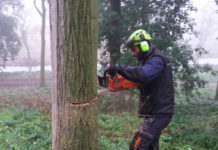 Battipaglia, manutenzione straordinaria: via tre cipressi nel cimitero Battipaglia