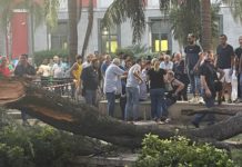 Battipaglia: ramo precipita in piazza Aldo Moro. Due feriti