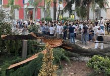 Addio a uno dei cedri in piazza Aldo Moro: perizia ne stabilisce l’abbattimento Piazza Aldo Moro