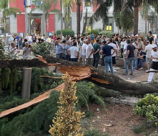 Addio a uno dei cedri in piazza Aldo Moro: perizia ne stabilisce l’abbattimento Piazza Aldo Moro
