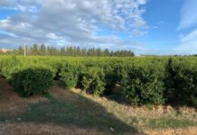 Made in Italy e importazione: nasce in Campania la clementina “Perrina” Perrina