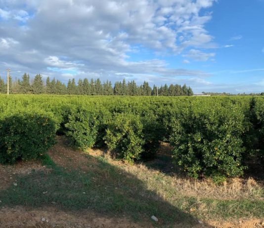 Made in Italy e importazione: nasce in Campania la clementina “Perrina” Perrina