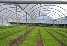 Piana del Sele, Terramore lancia un progetto di ricerca applicata sull’impatto ambientale di diverse tecniche agricole.