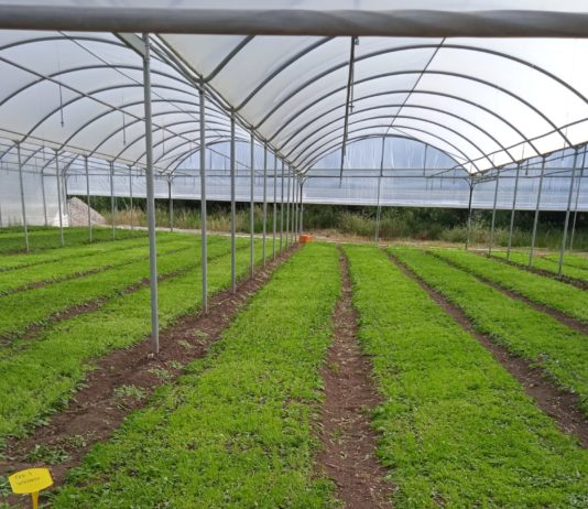 Piana del Sele, Terramore lancia un progetto di ricerca applicata sull’impatto ambientale di diverse tecniche agricole.