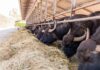 Sorrento, il mondo della bufala si dà appuntamento: dal 28 al 30 ottobre il World Buffalo Congress Una bufala in un allevamento di Paestum
