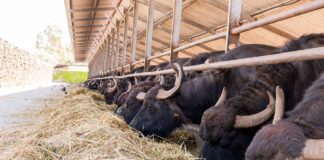 Sorrento, il mondo della bufala si dà appuntamento: dal 28 al 30 ottobre il World Buffalo Congress Una bufala in un allevamento di Paestum